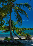 10.-palm-trees-on-a-tropical-beach-vanuatu-erakor-isla-EFQXSNT-ipad